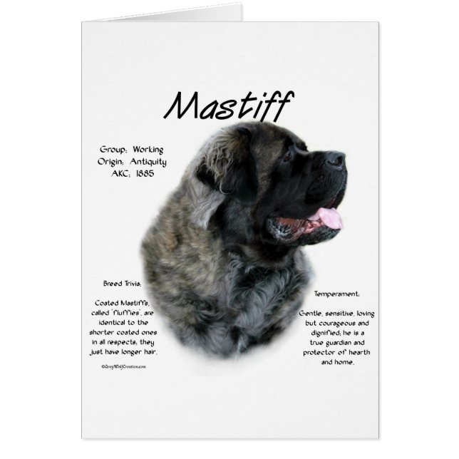 Brindle Fluffy Mastiff Historique (Devant)