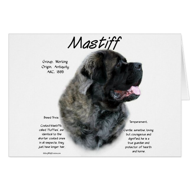 Brindle Fluffy Mastiff Historique (Devant horizontal)