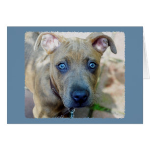 Brindle Pit Bull Puppy par Shirley Taylor