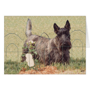Brindle Scottish Terrier avec Rose