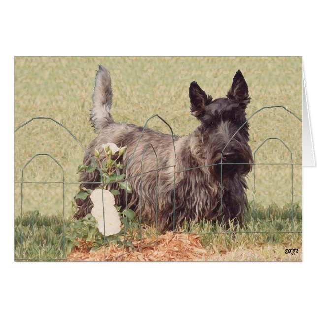 Brindle Scottish Terrier avec Rose (Devant horizontal)