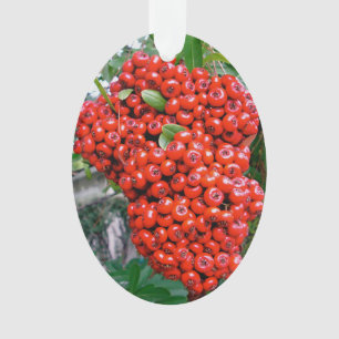 Brise rouge de Pyracantha