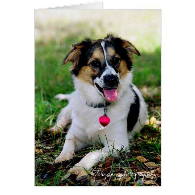 Bristol comme chiot, glorydaysphotography (Devant)