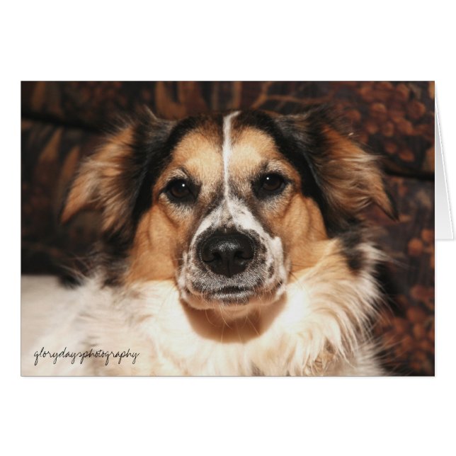 bristol, glorydaysphotography (Devant horizontal)