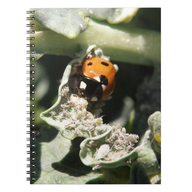 British 7 Spot Ladybug Carnet (Devant)