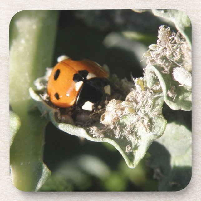 British 7 Spot Ladybug Cork Dessous de verre (Devant)