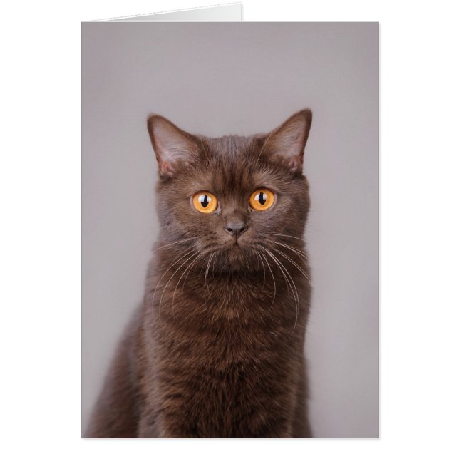 British shorthair (Devant)