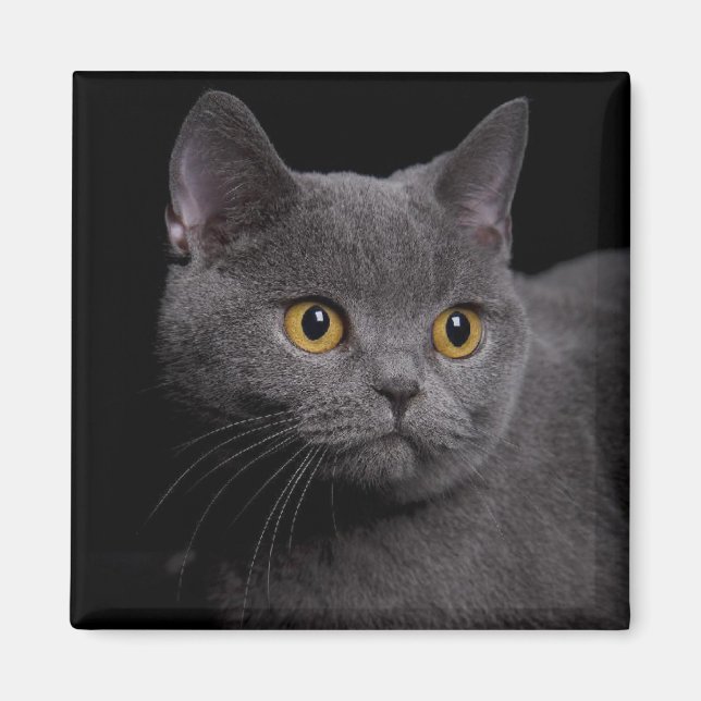 British Shorthair Magnet (Devant)