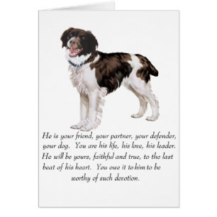 Brittany Keepsaké - Chien mâle