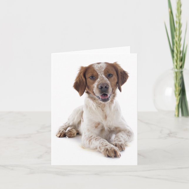 Brittany Spaniel Chien Chien Blanc Carte de note (Devant)