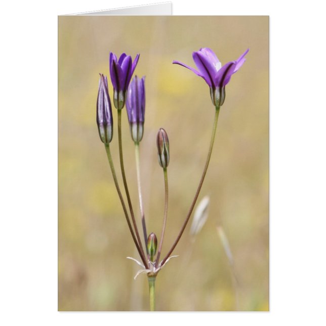 Brodiaea, Blank (Devant)