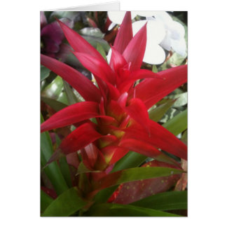 Bromeliad, rouge