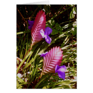 Bromelière de Quill Rose
