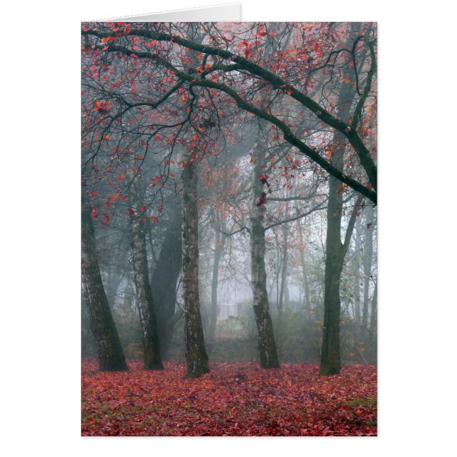 Brouillard dans la forêt d'automne avec des Feuill (Devant)