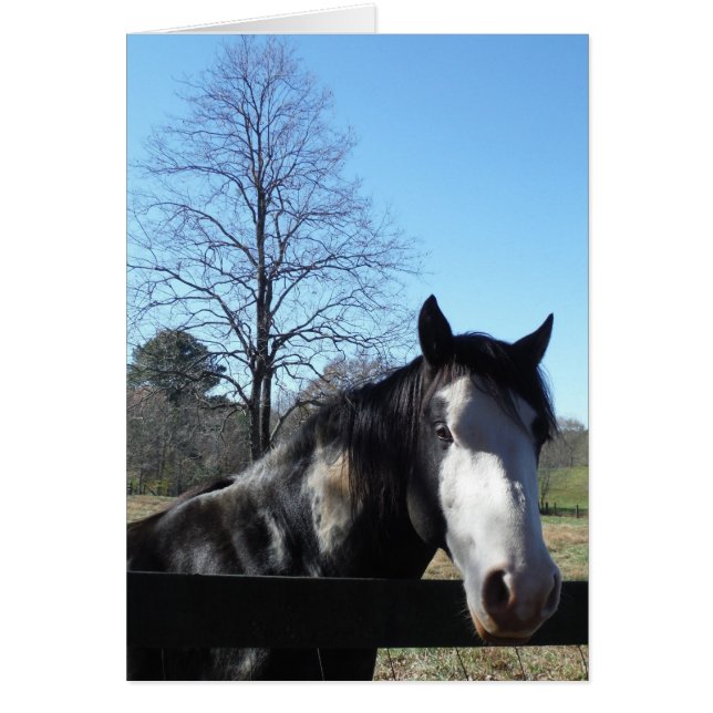 Brown &blanc, Cheval Peint, ciel bleu vif (Devant)