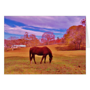 > Brown dans un champ de couleur onirique