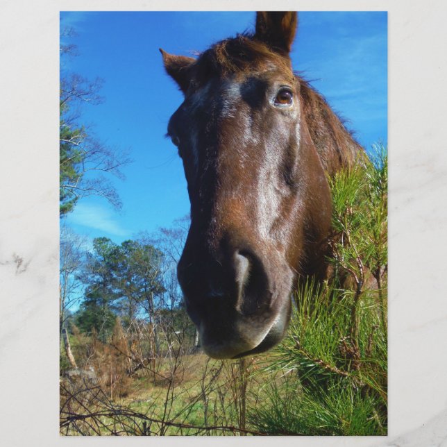 Brown et crème Couleur Cheval bleu ciel (Devant)