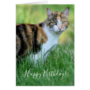 Brown et White Cat