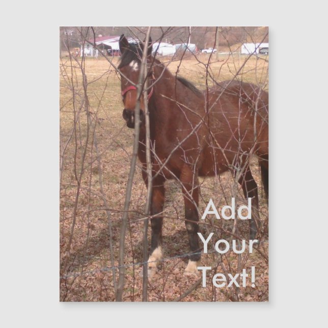 Brown Farm Horse Virginie-Occidentale (Devant)