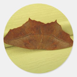 Brown Moth ~ autocollant