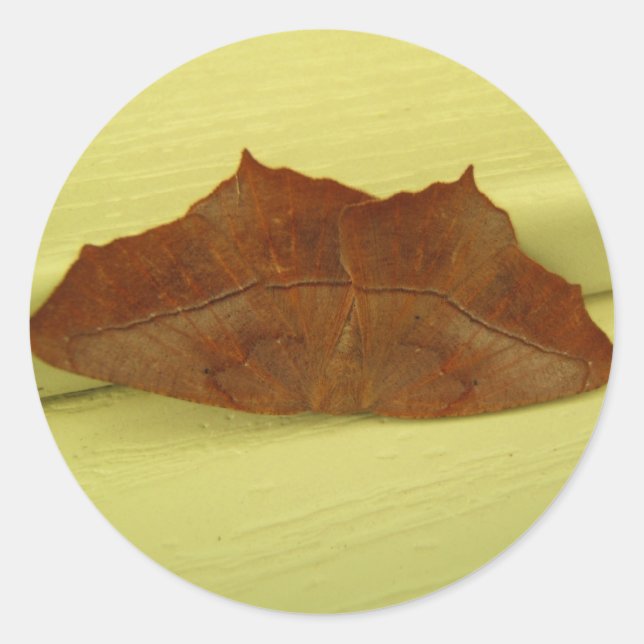 Brown Moth ~ autocollant (Devant)