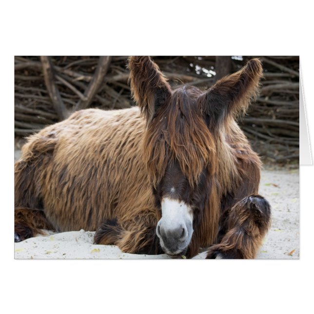Brown Poitou Donkey (Devant horizontal)