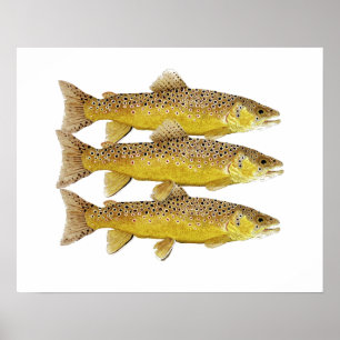 Brown Trout Art Poster