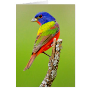 Bruant à tête rouge (Passerina ciris) Mâle perché