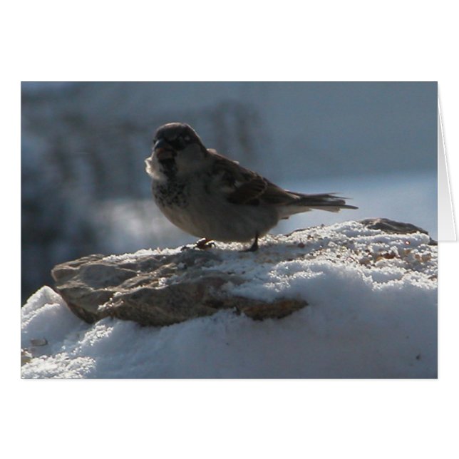 Bruant dans la neige (Devant horizontal)