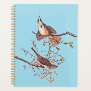 Bruant de chanson Audubon avec araignée minuscule