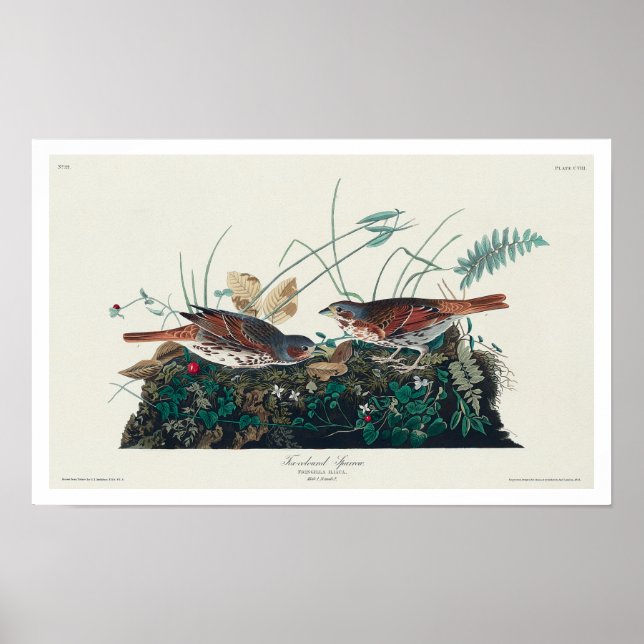 Bruant de couleur renard par Audubon Poster (Devant)