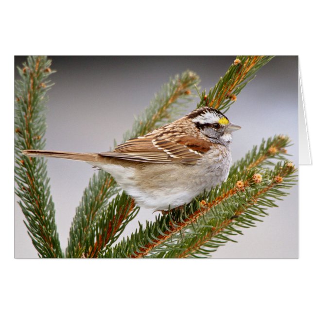 Bruant en hiver (Devant horizontal)