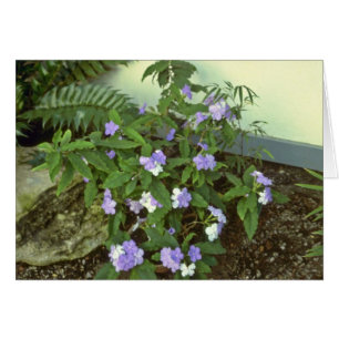 Brunfelsia Pauciflora Eximia (hier, aujourd'hui et