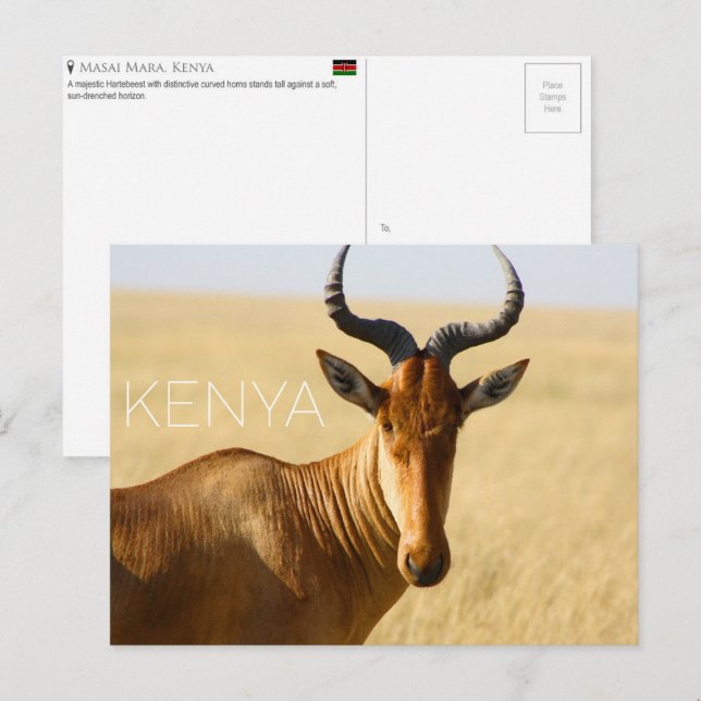 Bubale dans le Masai Mara, Kenya Carte postale de  (Devant / Derrière)