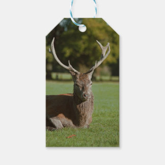 Buck cerf étiquettes cadeaux
