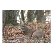 Buck Deer Repose photo Imprimer