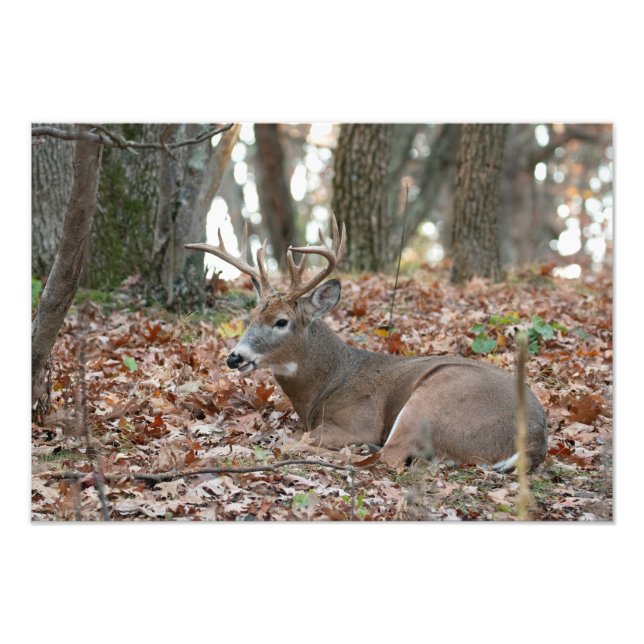 Buck Deer Repose photo Imprimer (Devant)