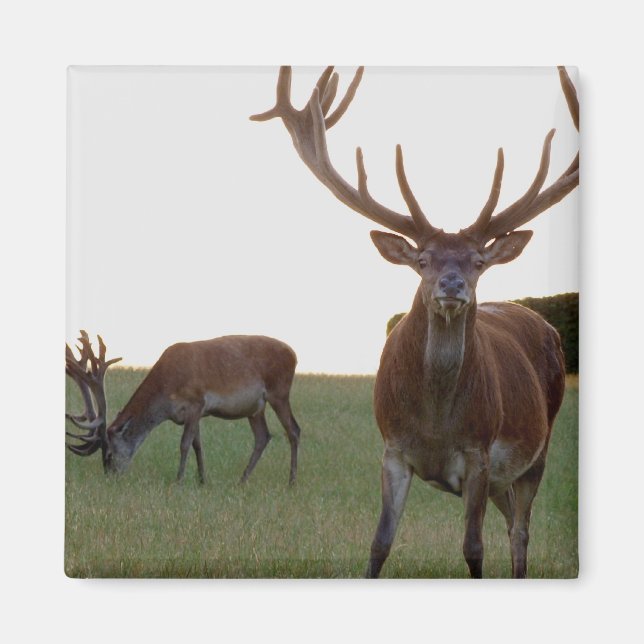 Buck Magnet (Devant)