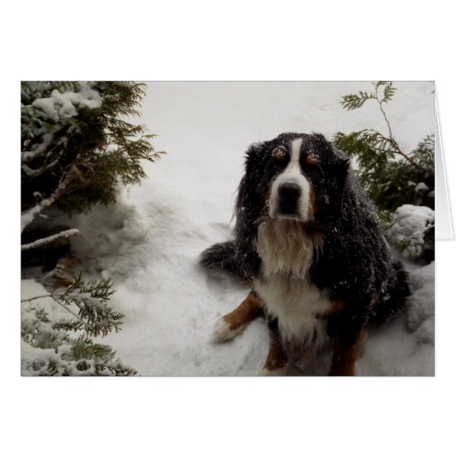 Buckminster aime la neige (Devant horizontal)