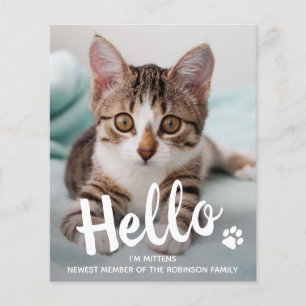 Budget Bonjour Nouveau Animal Photo Kitten Chat Fa