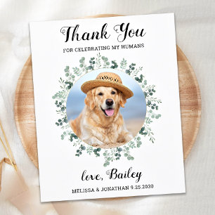 Budget Eucalyptus Pet Photo Chien Mariage de Merci