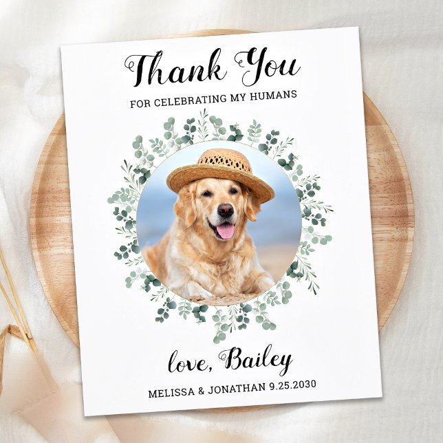 Budget Eucalyptus Pet Photo Chien Mariage de Merci (Créateur téléchargé)