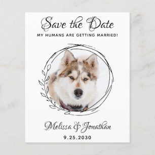 Budget Pet Mariage Foliage Chien Enregistrer Les C