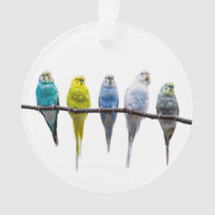 Budgies