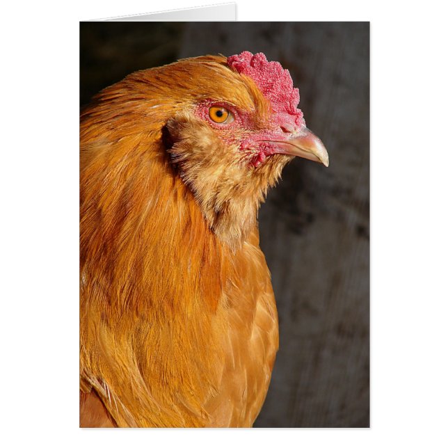 Buff Ameraucana Rooster Toutes les occasions (Devant)