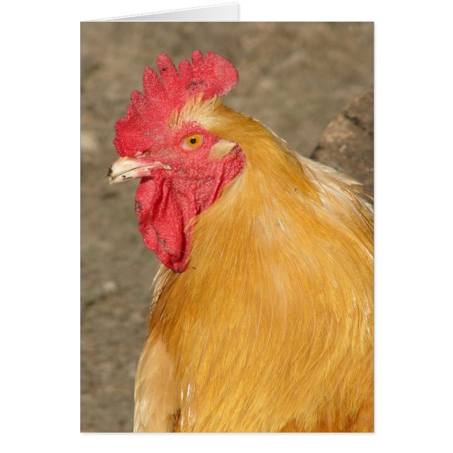 Buff Orpington Rooster nommé Brutus (Devant)