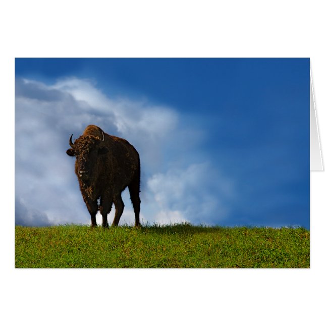 Buffalo (Devant horizontal)