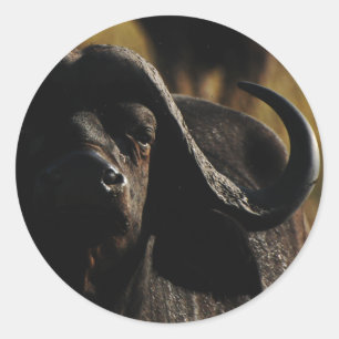 Buffalo - safari gros cinq autocollants animaux