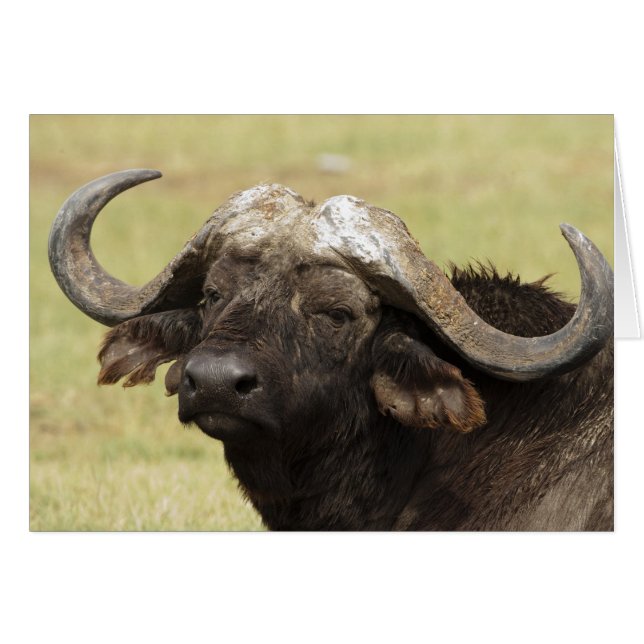 Buffle d'Afrique, Syncerus caffer (Devant horizontal)