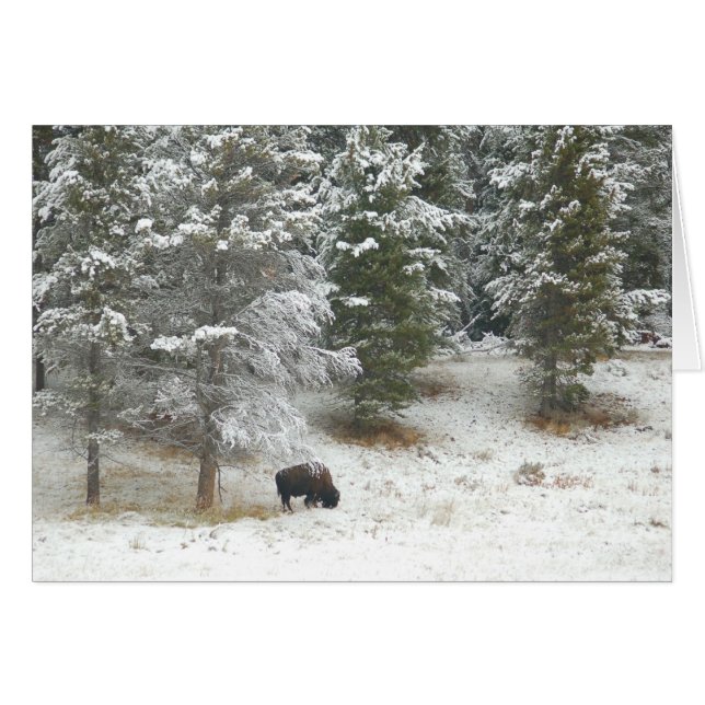 Buffle Lone À Yellowstone (Devant horizontal)
